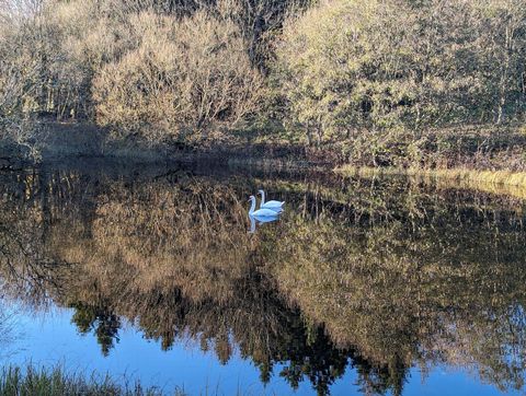 Swans gliding on the lake at Tarn Sike Woodland Retreat in spring